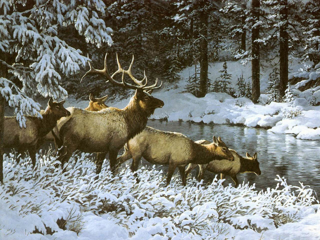 elk herd winter wallpaper — bull elk and cows moving through snow-covered pine forest to a stream
