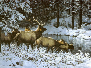 elk herd winter wallpaper — bull elk and cows moving through snow-covered pine forest to a stream