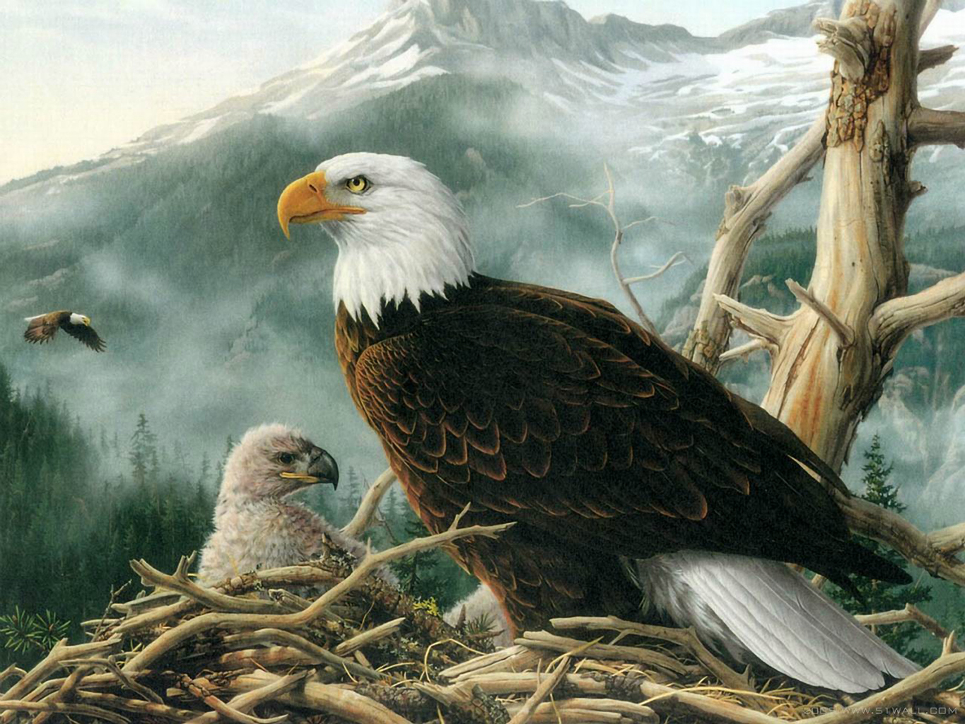 bald eagle nest painting wallpaper — adult bald eagle standing guard over fluffy eaglet in nest with mountains and pine forest background