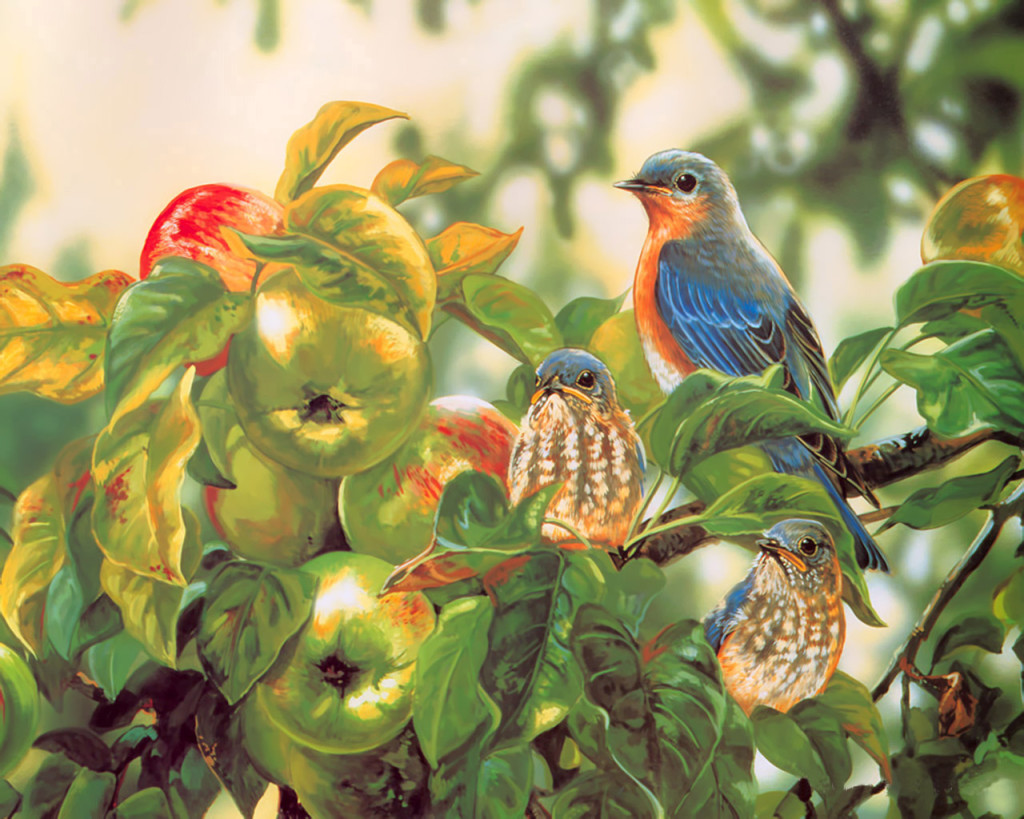 Eastern Bluebird painting wallpaper — adult male Eastern Bluebird with two spotted fledglings perched in apple tree with green apples