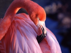 Pink Flamingo close up preening warm light wallpaper