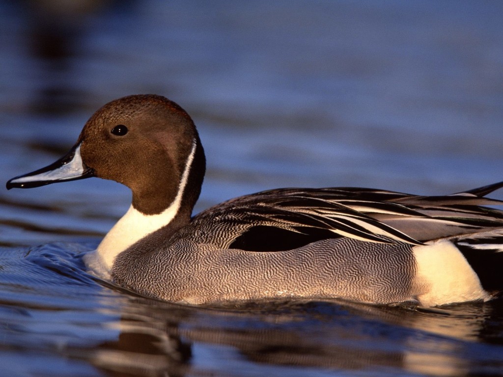 Pintail drake duck wallpaper-duck swimming on blue water with detailed feathers