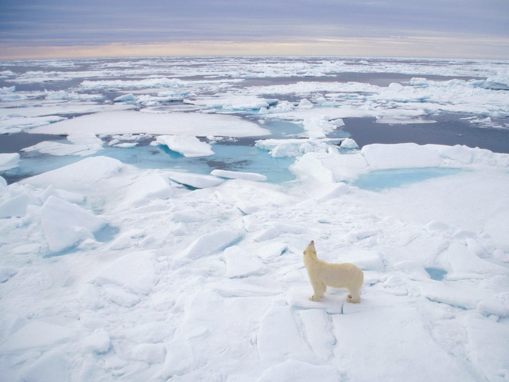 Arctic Polar Bear Wallpaper is an image of a lone polar bear surveying endless Arctic ice floes in Svalbard, Norway.