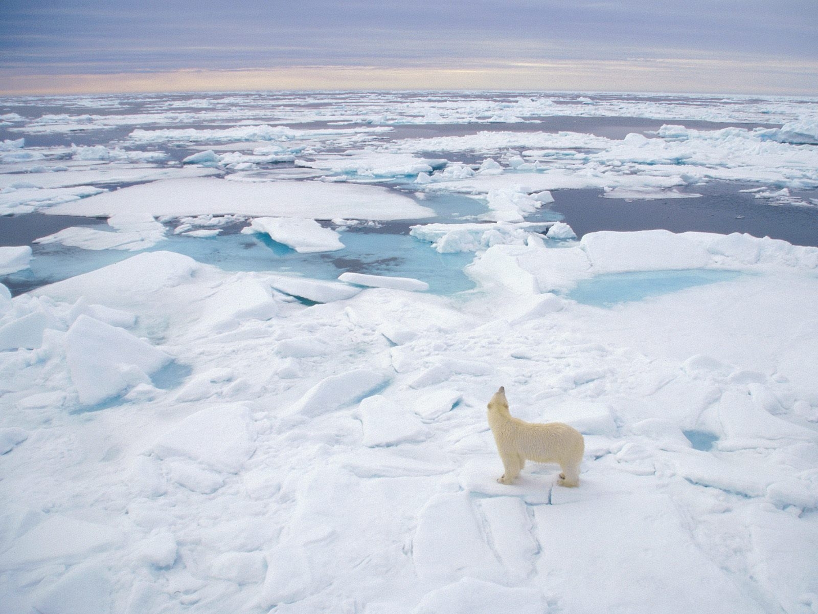 Arctic Polar Bear Wallpaper is an image of a lone polar bear surveying endless Arctic ice floes in Svalbard, Norway.