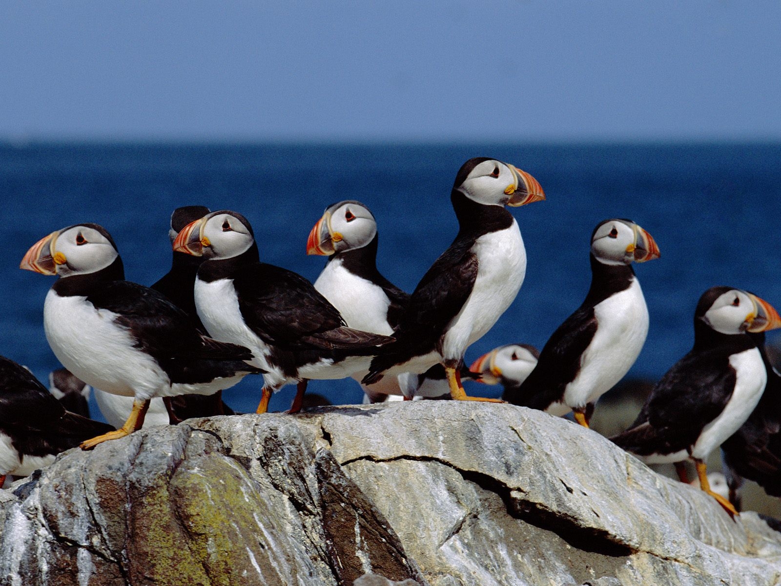 Puffin Colony Wallpaper showing Atlantic puffins gathered together on a coastal island landscape