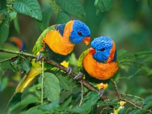 Rainbow Lorikeet pair touching beaks on branch wallpaper
