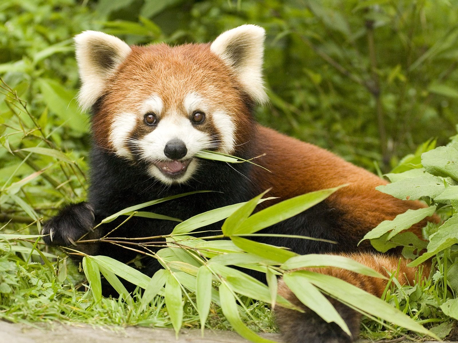 Red Panda Eating Bamboo Wallpaper pictures a red panda curled among lush bamboo leaves at Wolong Nature Reserve in Sichuan, China.