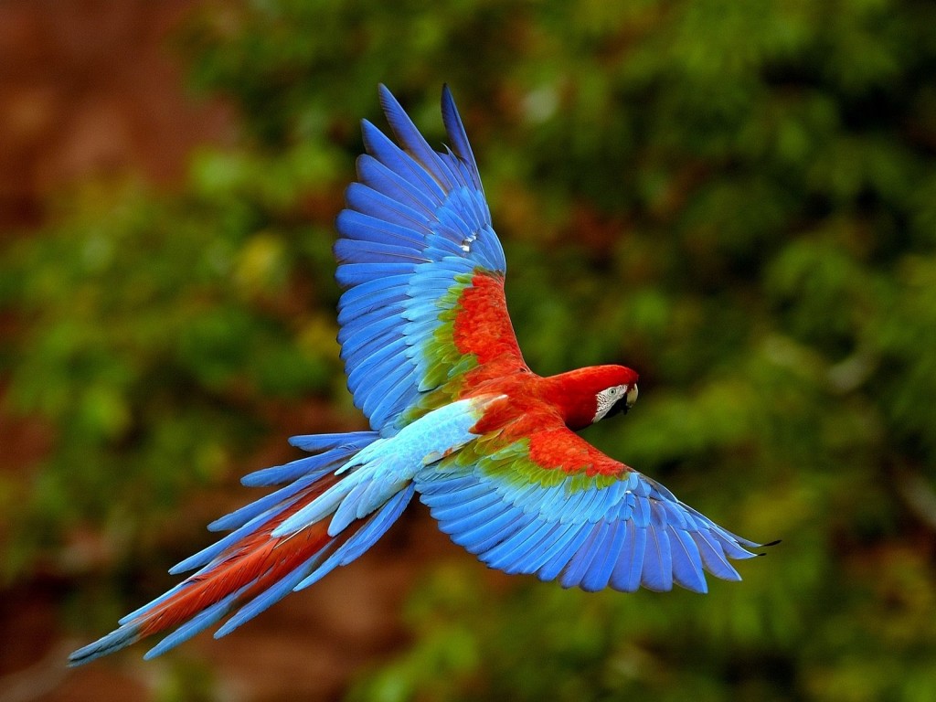 Red and green Macaw in flight wings spread Brazil wallpaper