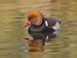 Red Crested Pochard Wallpaper showing a colorful duck swimming peacefully on reflective water