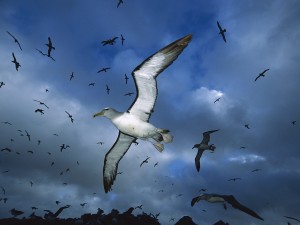 Salvins Albatross wallpaper — large seabird in flight above nesting colony against dramatic cloudy sky New Zealand