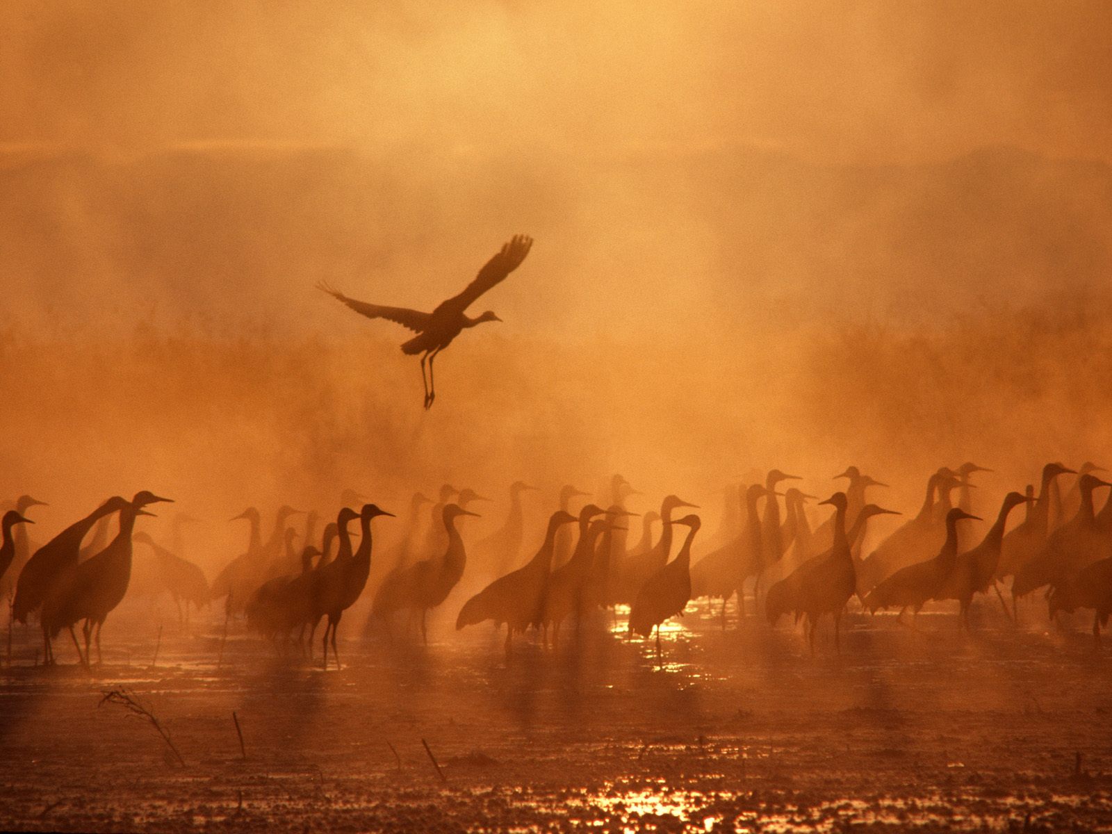Sandhill Cranes flock golden mist sunset wallpaper