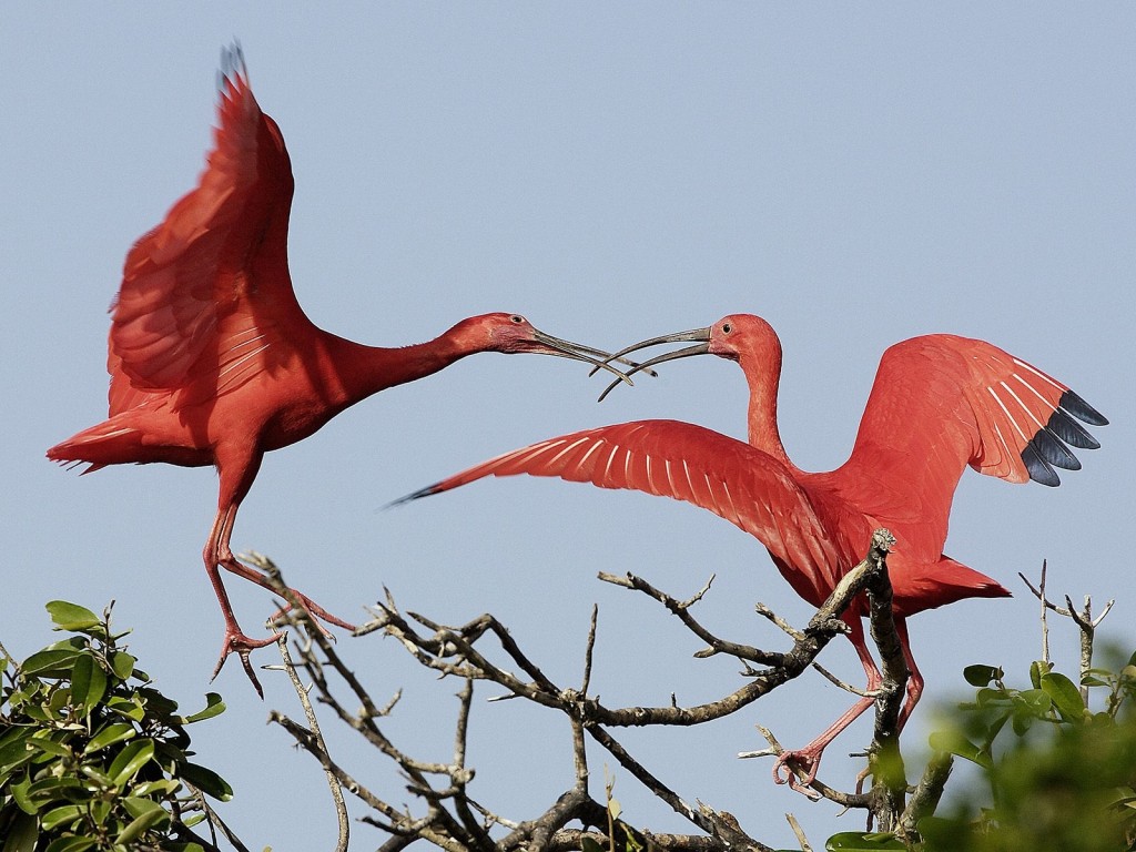 Scarlet Ibises mid-air clash Venezuela wallpaper