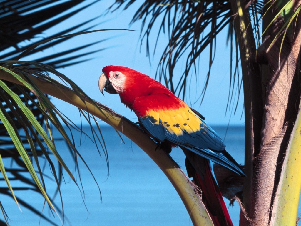 Scarlet Macaw palm wallpaper — bird perched on palm frond with red yellow and blue plumage in tropical canopy