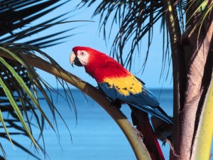 Scarlet Macaw palm wallpaper — bird perched on palm frond with red yellow and blue plumage in tropical canopy