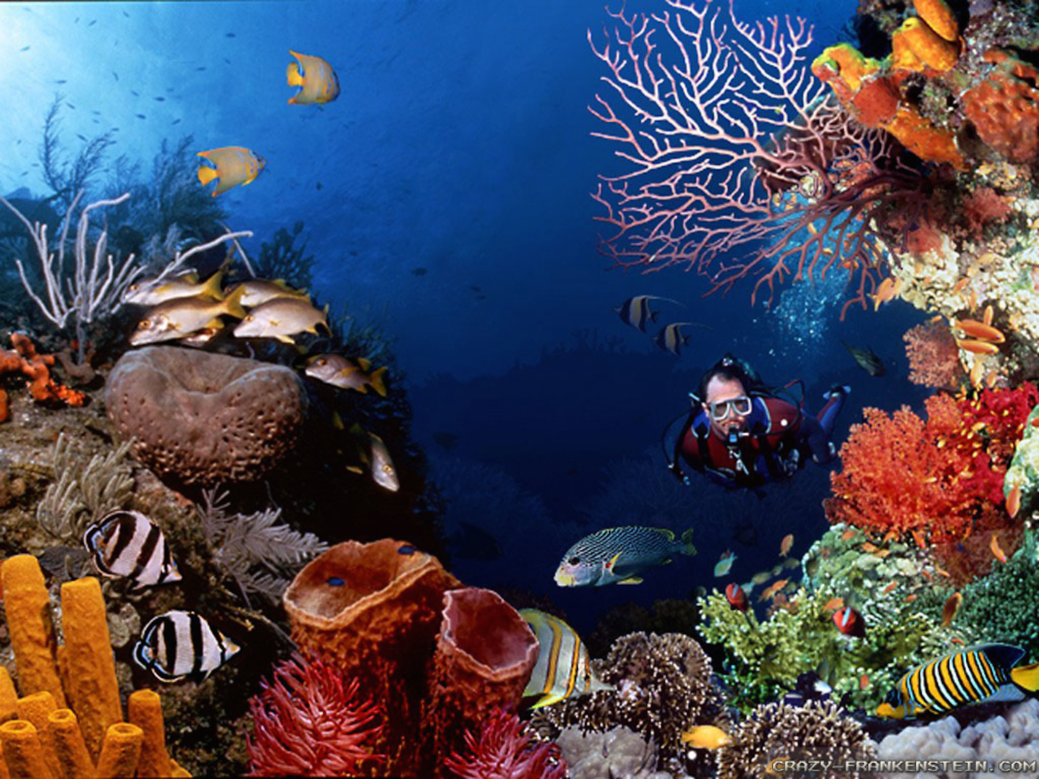 Scuba diver exploring colorful coral reef underwater wallpaper