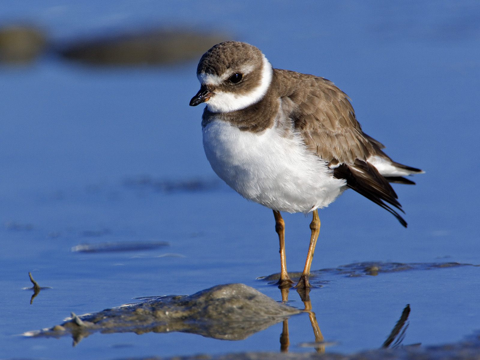 Semipalmated Plover reflection shallow water Sanibel Island Florida wallpaper