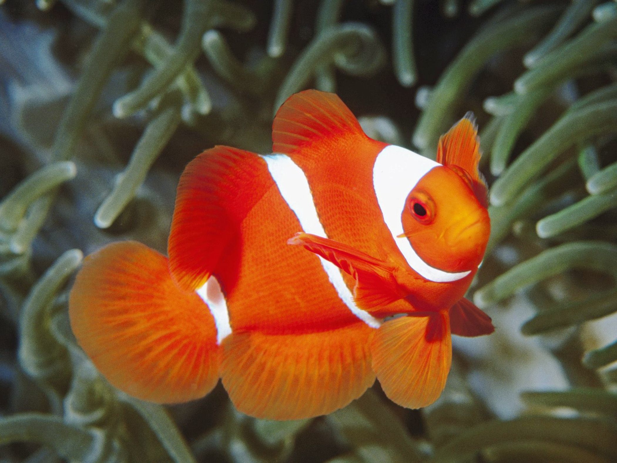 Spine Cheeked Clownfish Papua New Guinea Wallpaper