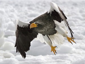 Steller’s sea eagle flying over snow with wings spread wide