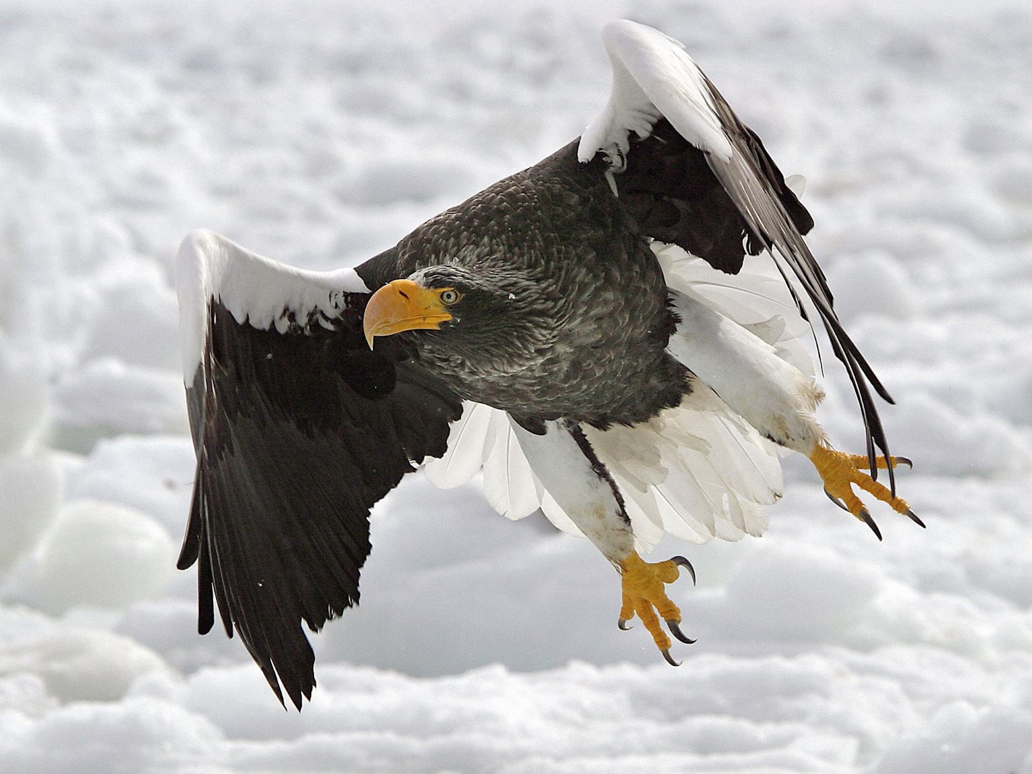Steller’s sea eagle flying over snow with wings spread wide