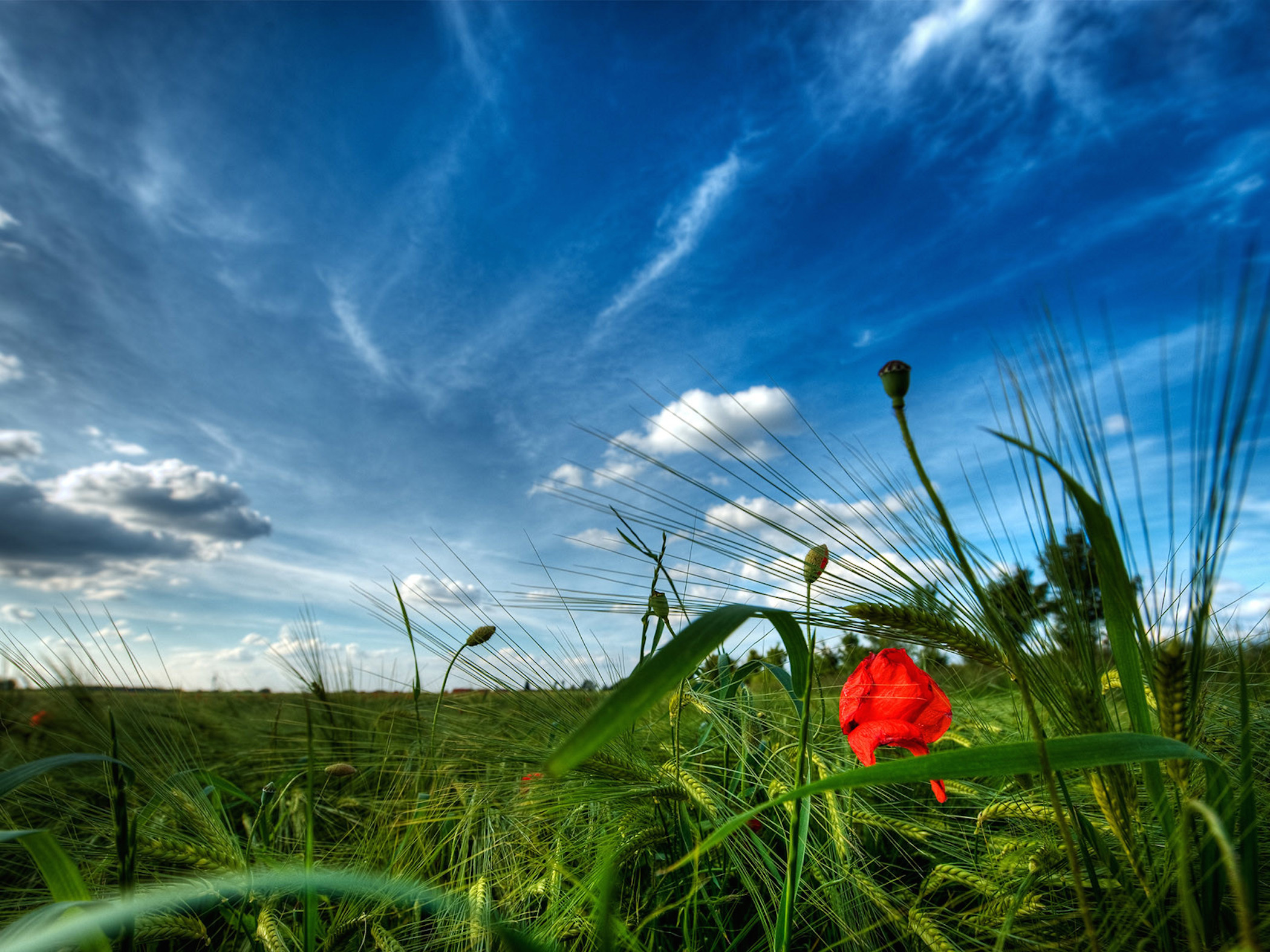 Summer Rose Landscape Wallpaper