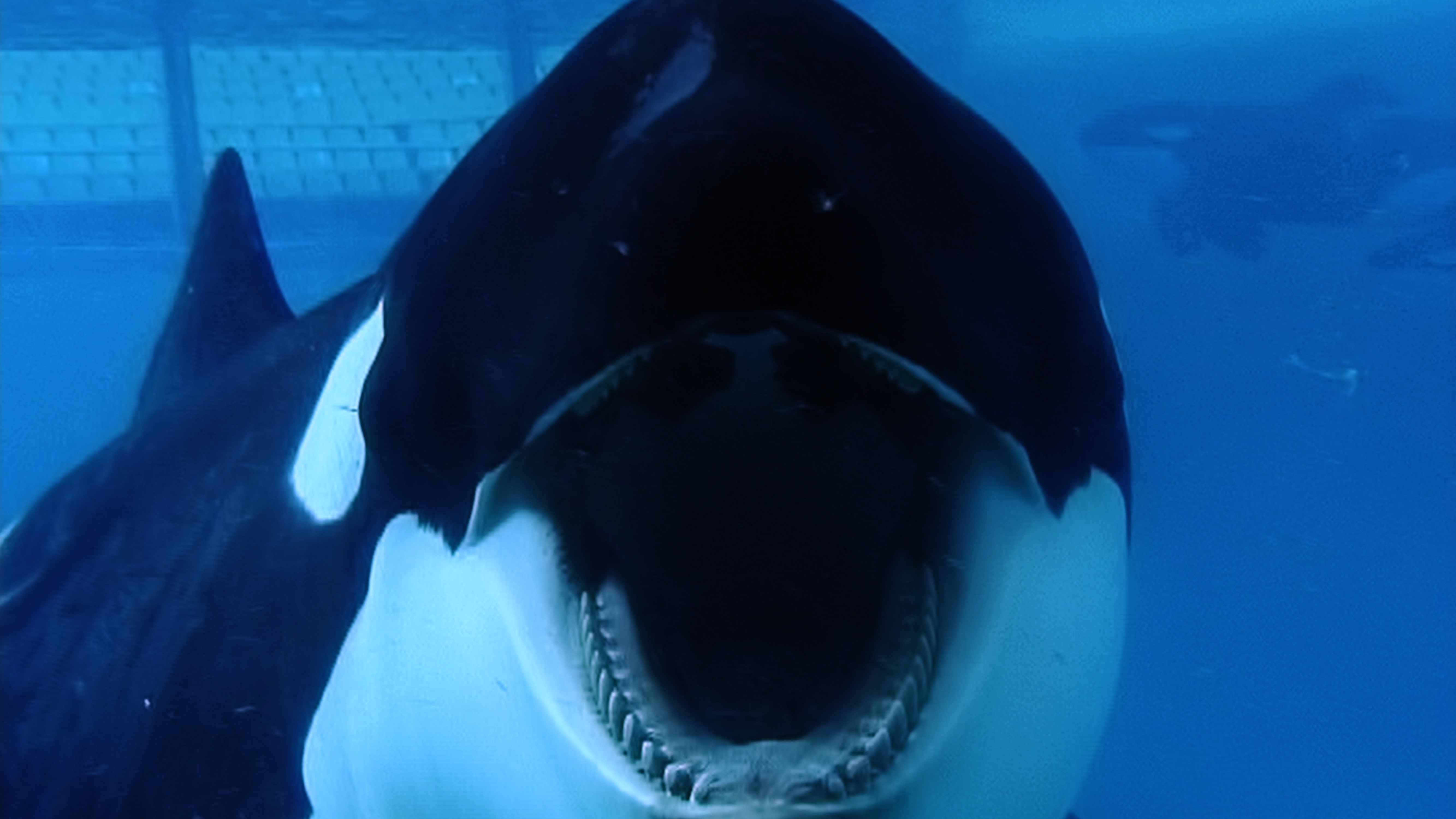 Blackfish Wallpaper.jpg
