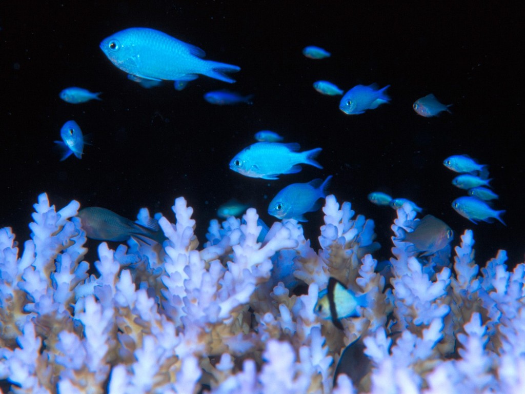 Blue Damselfish