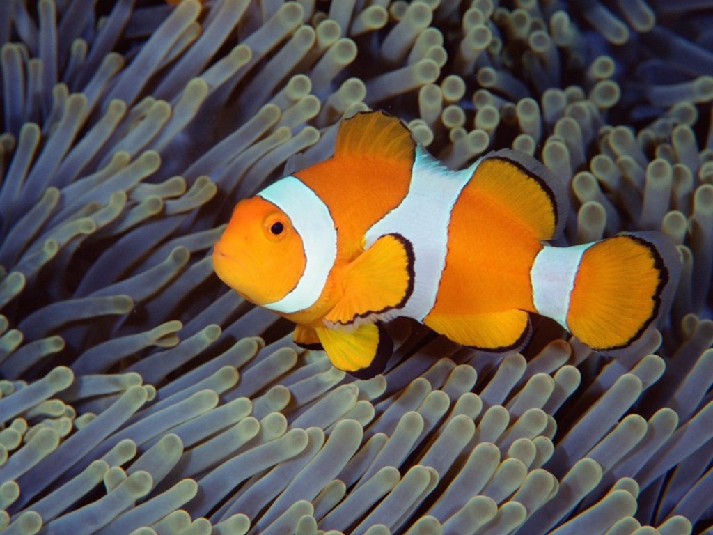 Clownfish Wallpaper
