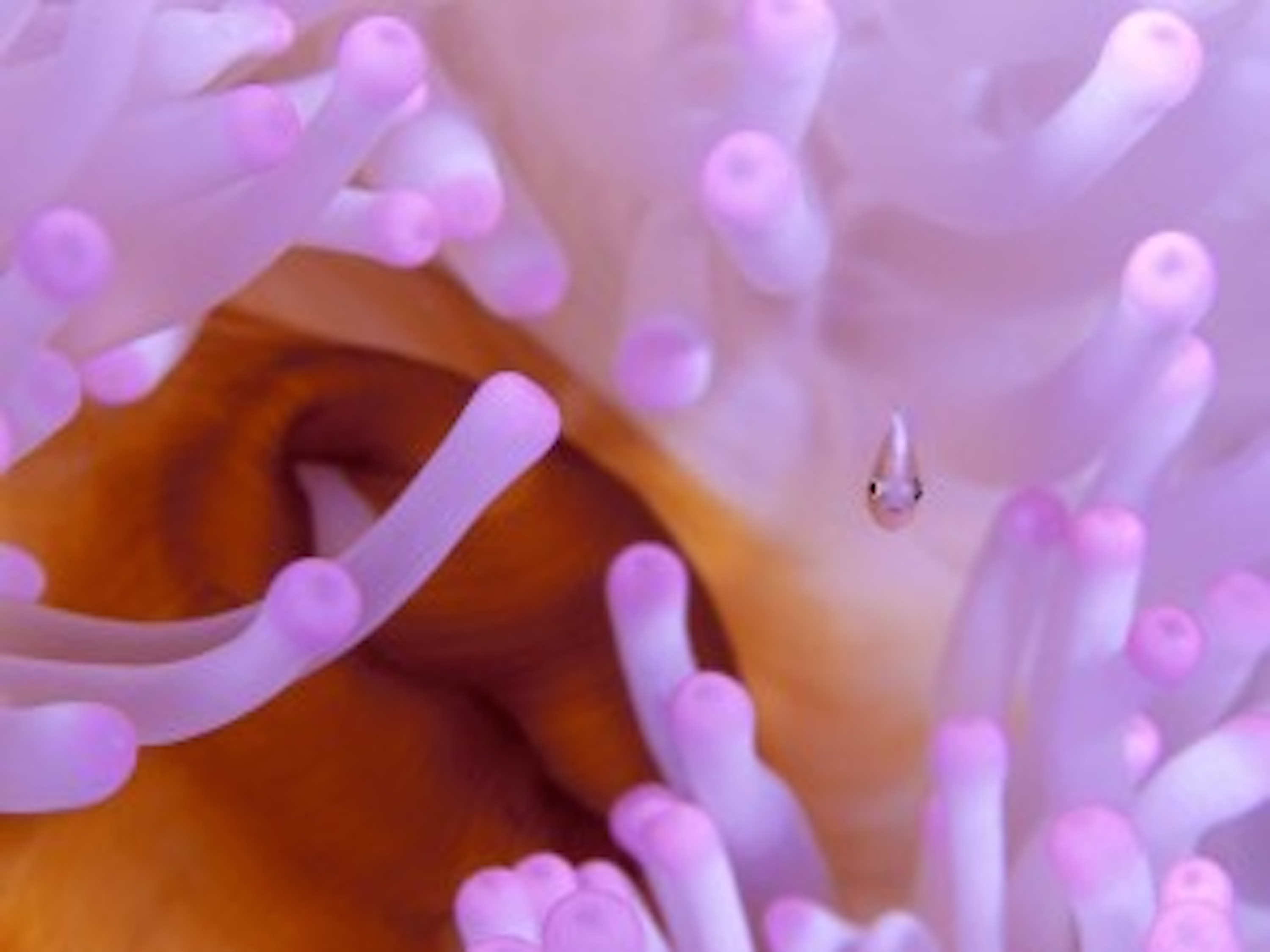 Sea Anemone Wallpaper