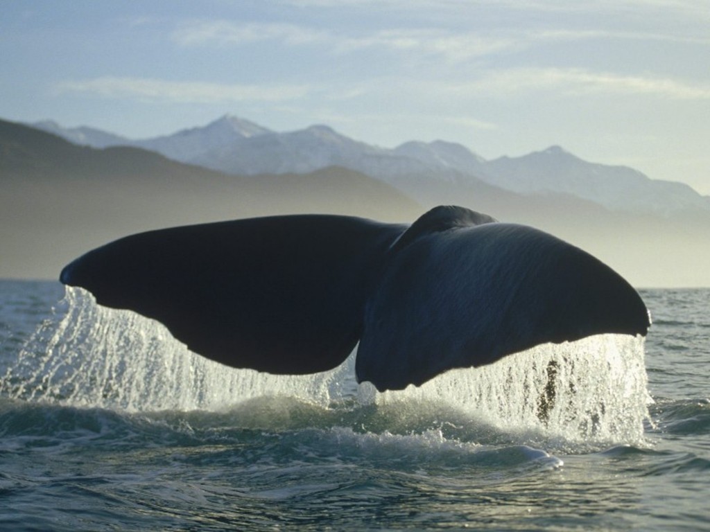 Whale Fluke Wallpaper