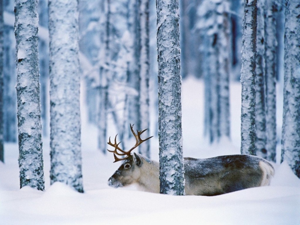 snow-moose-wallpaper