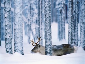 snow-moose-wallpaper