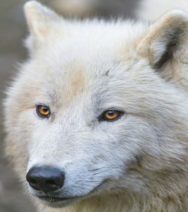 white wolf wallpaper