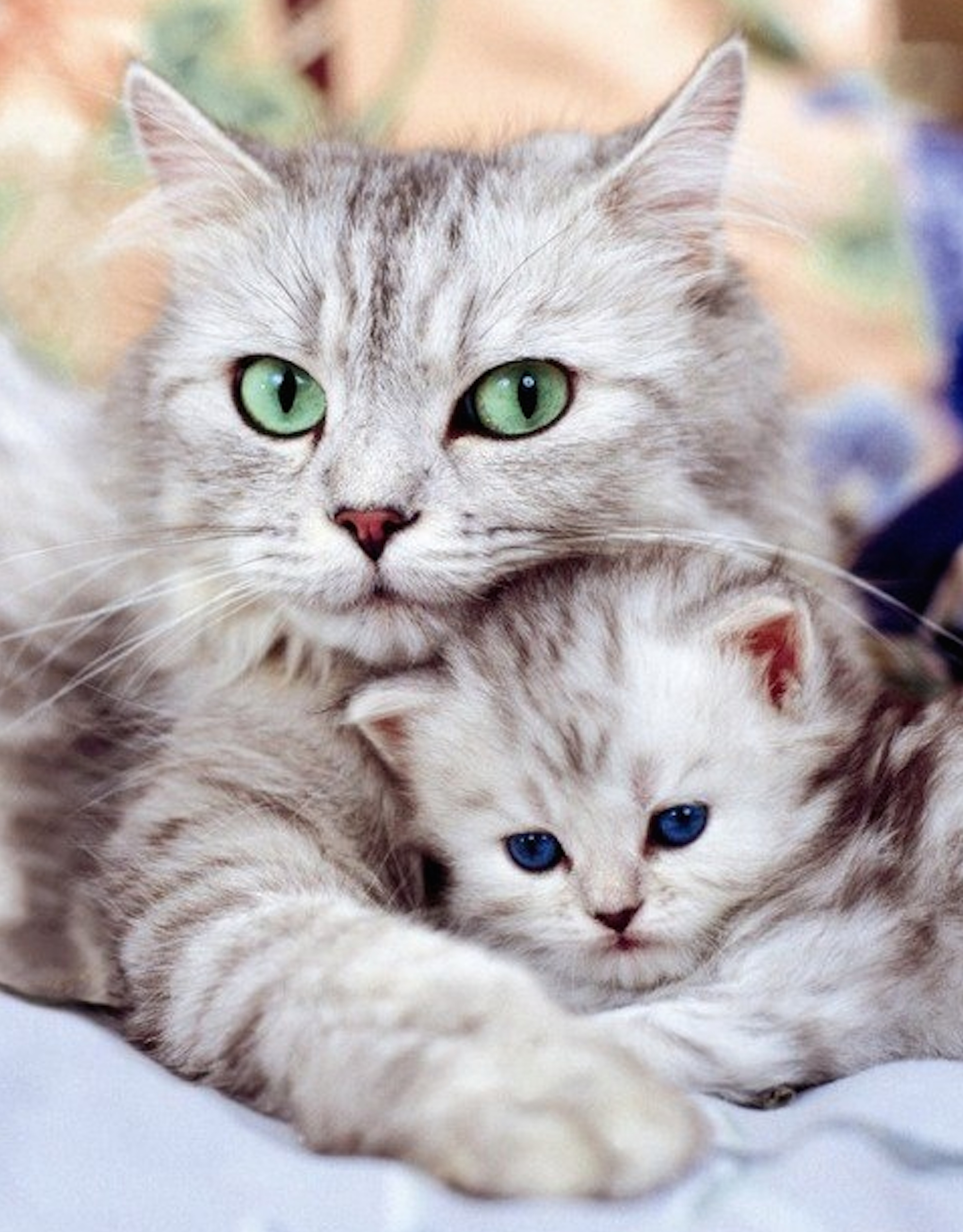 Cat kitten wallpaper
