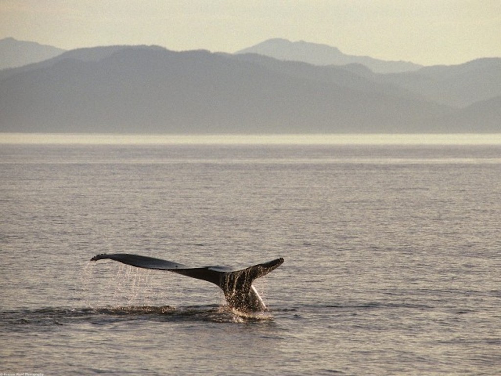 Humpback Whale Tail Wallpaper