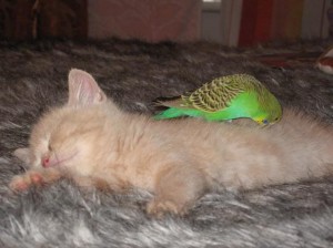 Kitten sleeping with green budgie bird animal friends wallpaper