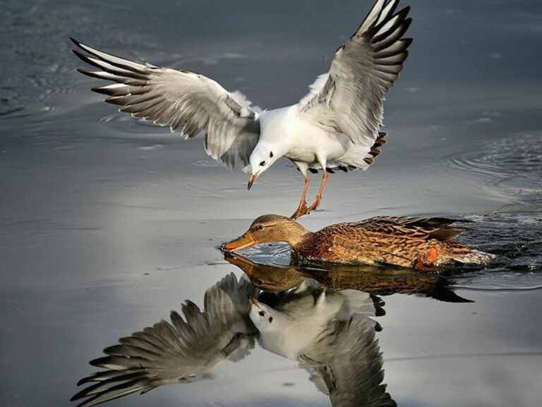 Black-headed gull flying above female mallard duck with reflection on water wallpaper