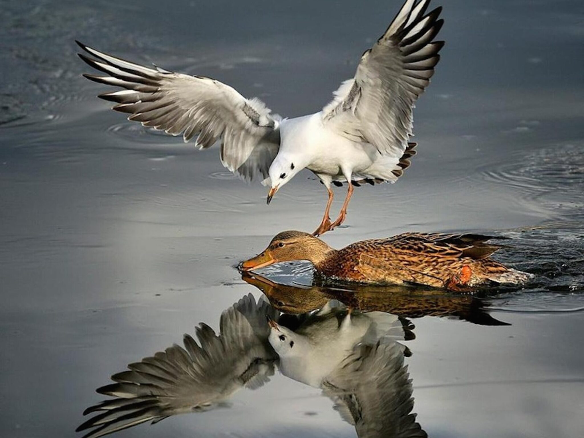 Black-headed gull flying above female mallard duck with reflection on water wallpaper