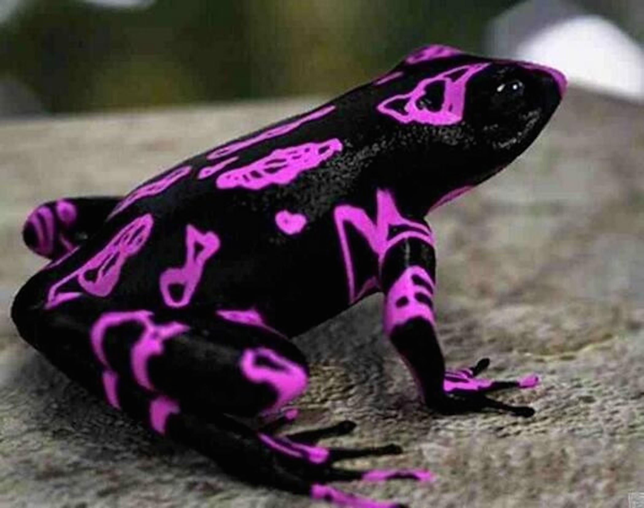 Costa Rican Toad Wallpaper