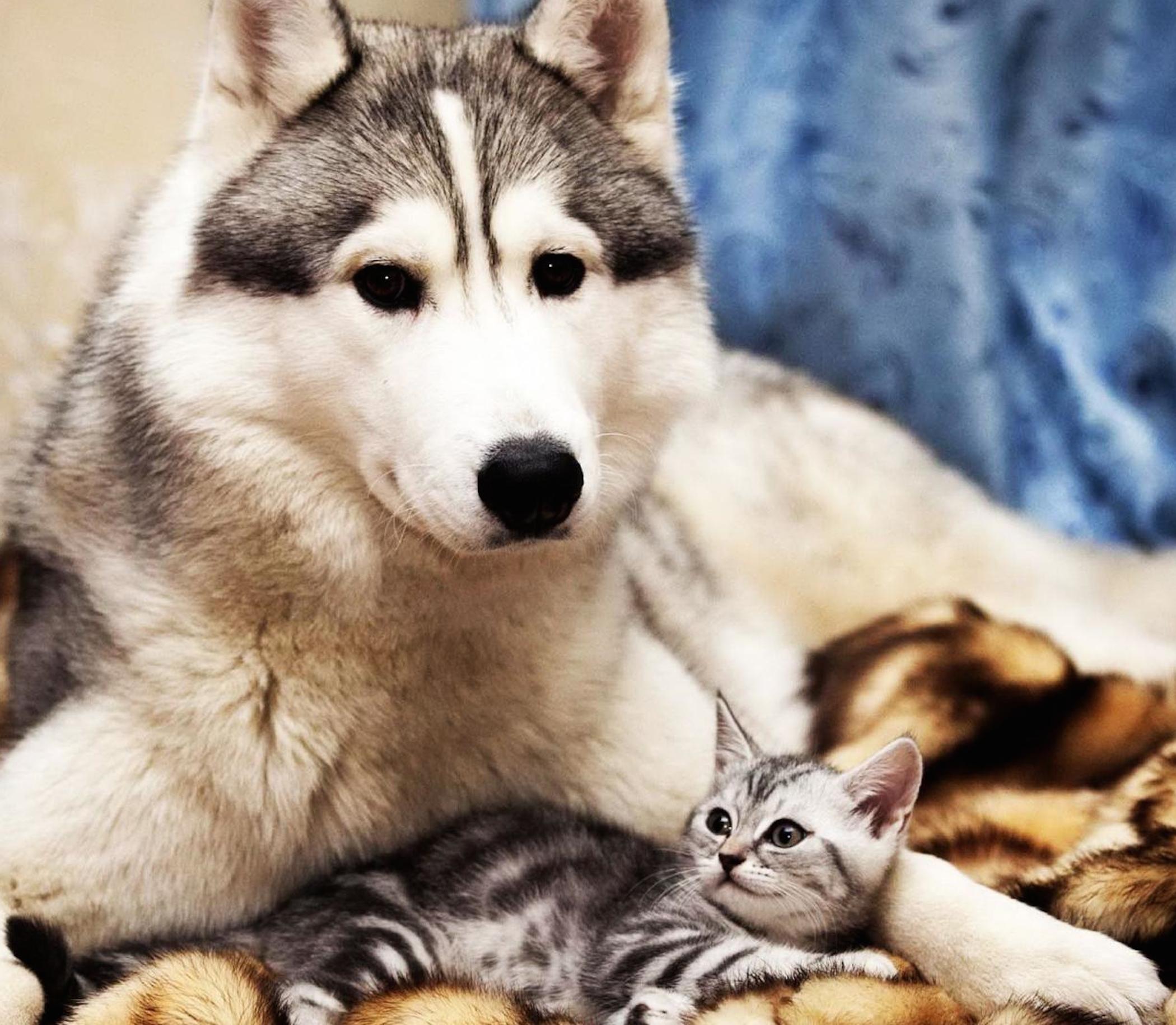 Dog-Cat Cute Wallpaper