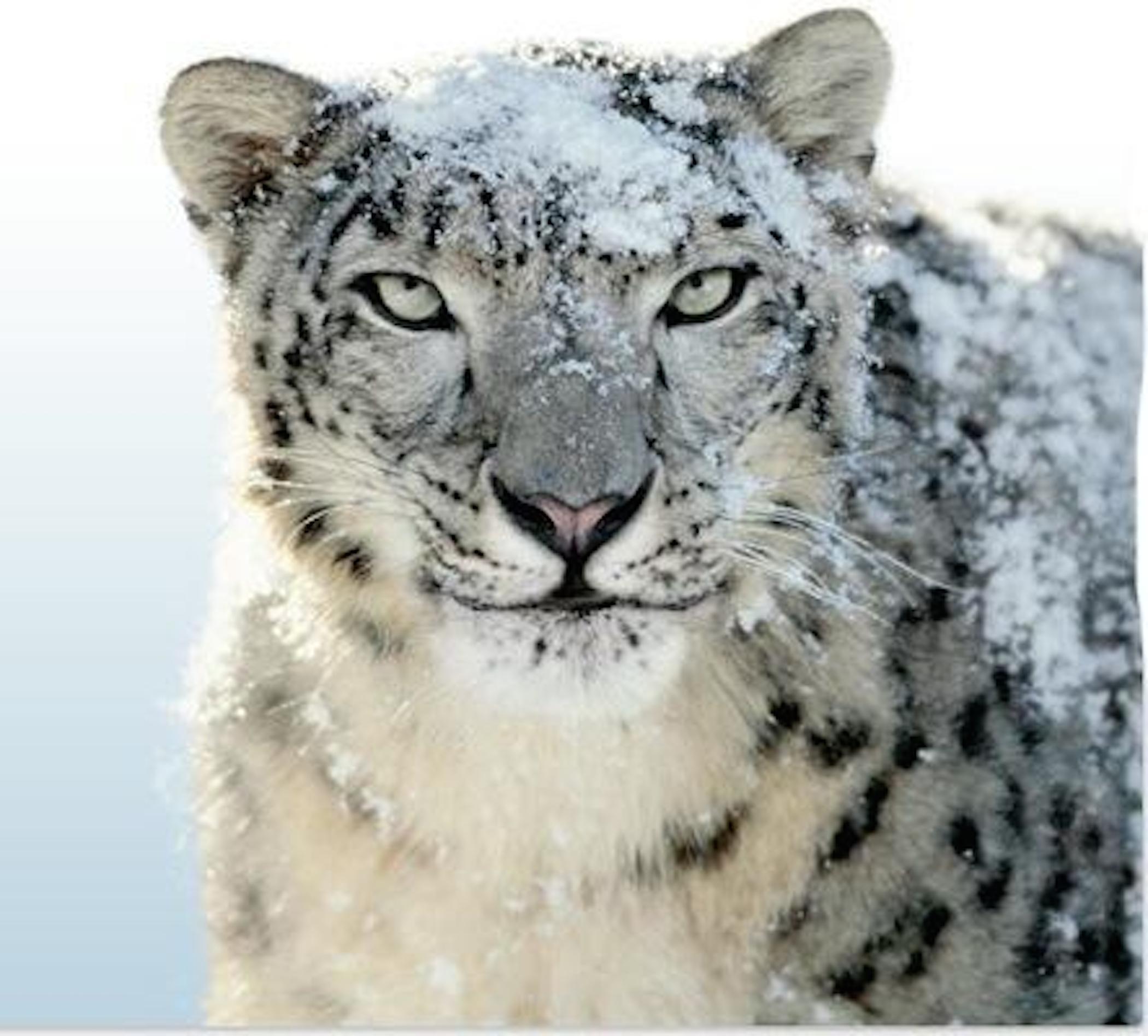 Snow Leopard HD Wallpaper