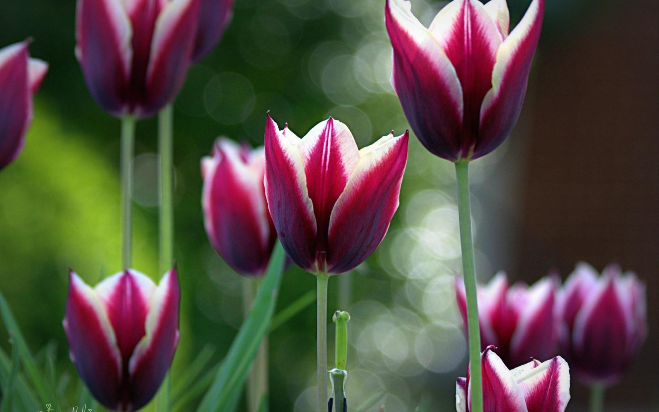 Spring Tulips Bokeh Wallpaper