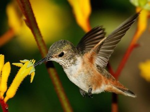 Hummingbird feeding from yellow kangaroo paw flowers wallpaper