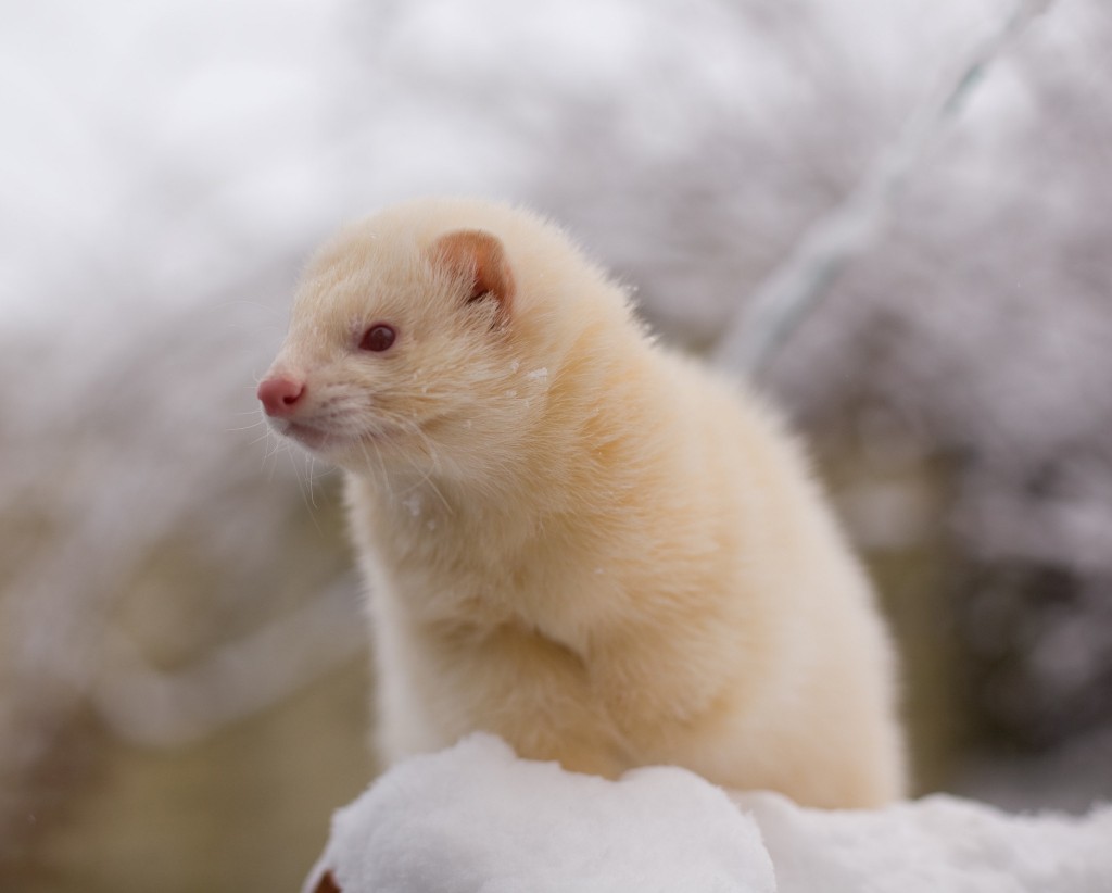 albino-ferret-snow-wallpaper