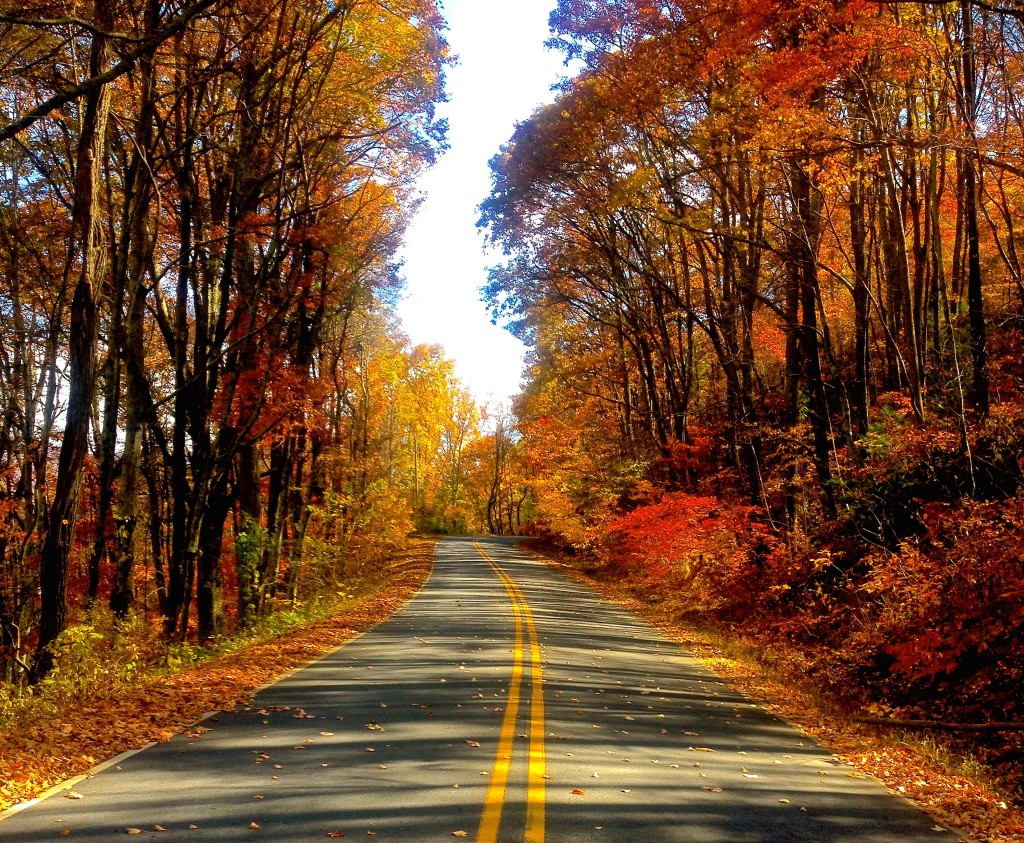 autumn-road-hd-wallpaper