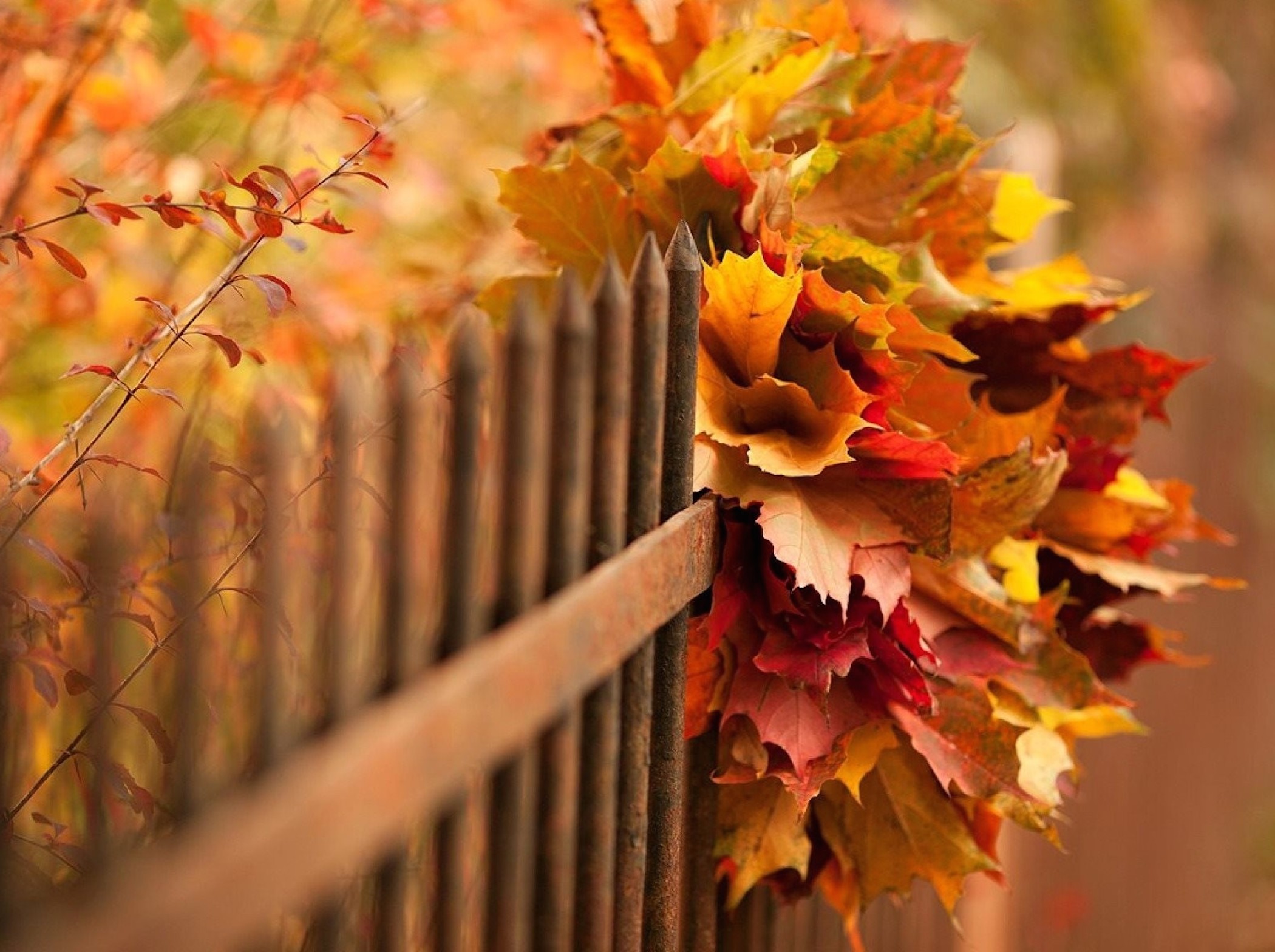 autumn-season-wallpaper