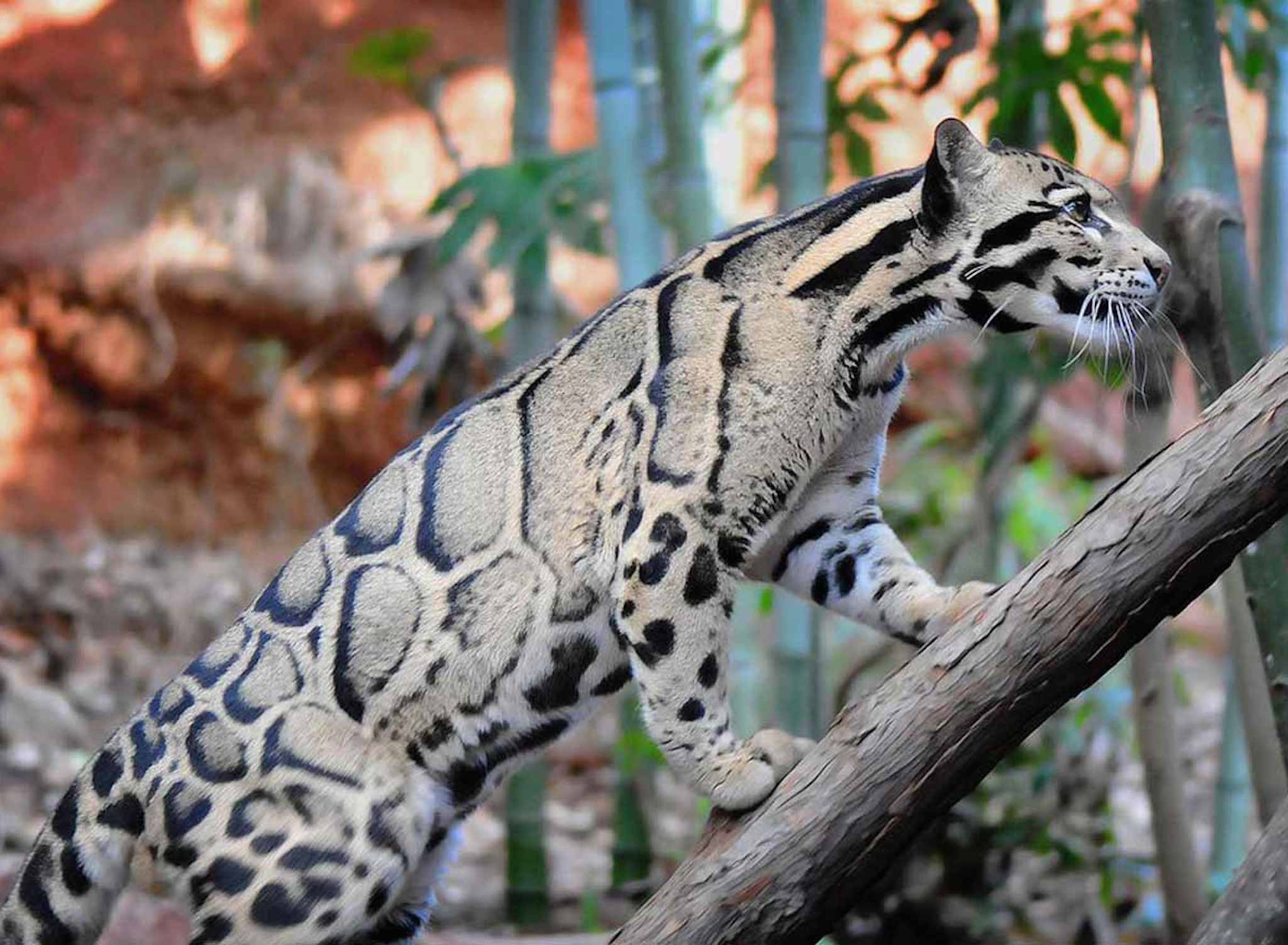 clouded-leopard-big-cat-wallpaper