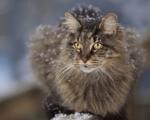 long-haired-cat-enjoying-snowflakes-wallpaper