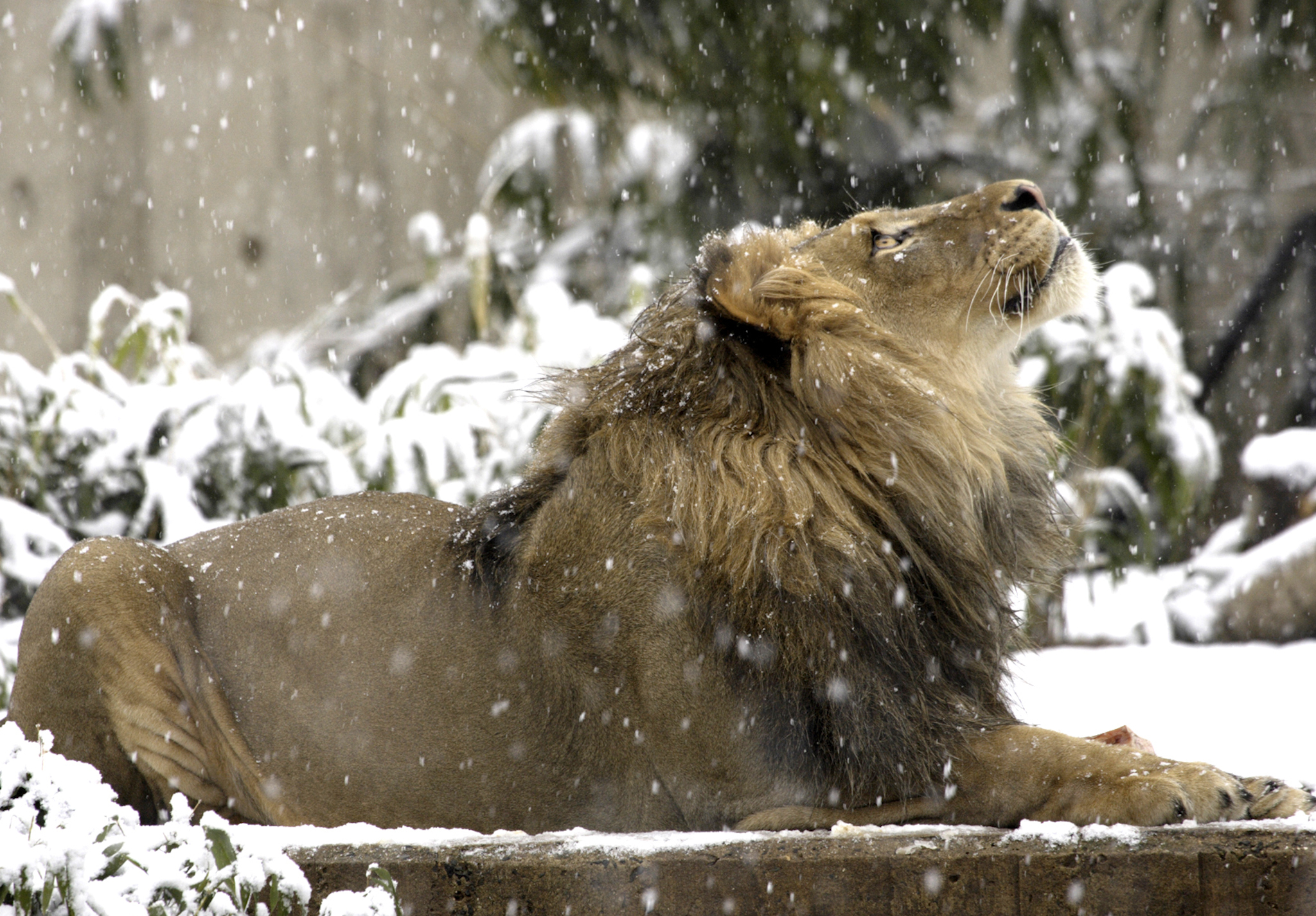 male-lion-winter-wallpaper