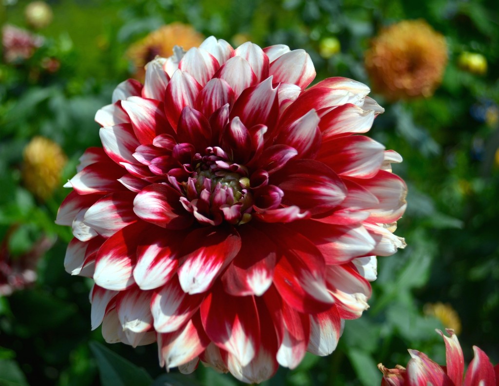 red-white-dahlia-flower-wallpaper