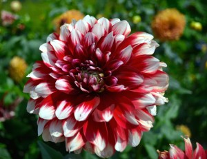 red-white-dahlia-flower-wallpaper